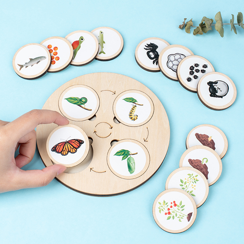 Life Cycle Board Montessori Ki - Science Nature review and price